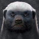 stchio的个人资料头像