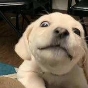 嘻嘻1027的个人资料头像