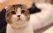 _小黑猫_的个人资料头像