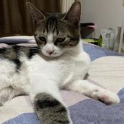 我的小猫不见了的个人资料头像