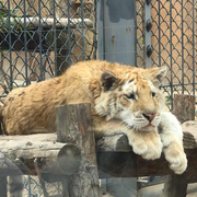 一击男的个人资料头像