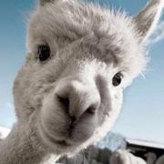 dabao的个人资料头像