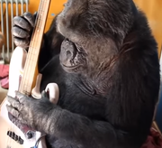 heavelll的个人资料头像