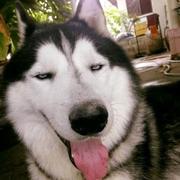 老八48的个人资料头像