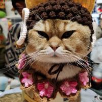 机智的天空1x0头像