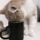 Master的个人资料头像