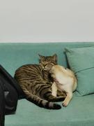 小马金金的个人资料头像