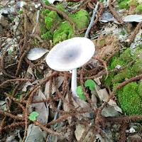 锅小胖肥肠地锅鸡头像