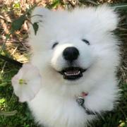 迈食凤梨头的个人资料头像