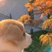 赋辞的个人资料头像