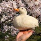 张半仙在掘金的个人资料头像