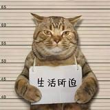 王志文5276头像