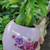 飞翔头像
