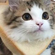 陌生人305的个人资料头像