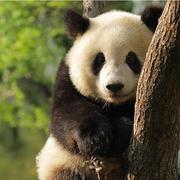 five丶Song的个人资料头像