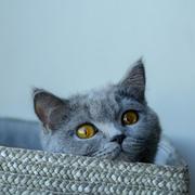 高級動物的个人资料头像