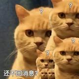 喵了D可乐头像
