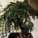 不老松来了头像