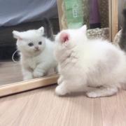 卢兮夜的个人资料头像