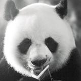 丶大手捂嘴头像