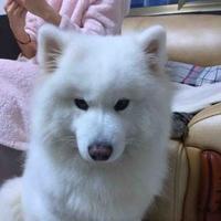 名草有主以诚待人头像