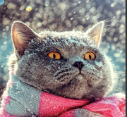 dlNewbee的个人资料头像