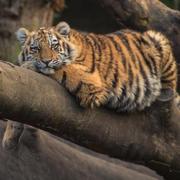 桉树叶的个人资料头像