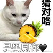 heyhodz的个人资料头像