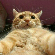 爱吃猫的鱼的个人资料头像