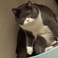 跟屁虫，胖橘子🍊头像