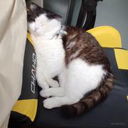 猪咪咪的个人资料头像