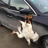 帅的睡不着头像