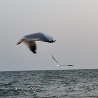 热情的西柚PaP头像