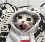 hyhang的个人资料头像