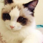 云夜的个人资料头像