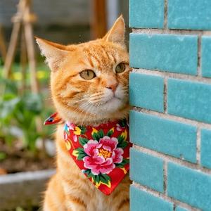 猫咪豆花