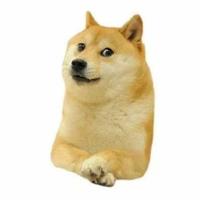 开心的小猪呀头像