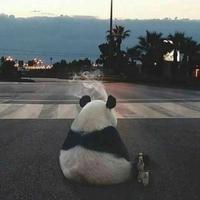 我曾经看到光明头像