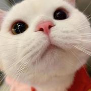 siya的个人资料头像