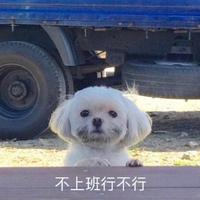 又被卷到了头像