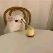 秃秃头的个人资料头像