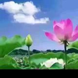 锡伯河湾头像