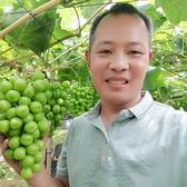 古镇提香头像