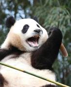带一颗柚子皮的个人资料头像