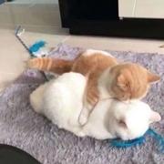大橙蔗的个人资料头像