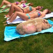 程序员吃西瓜的个人资料头像