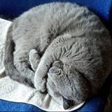 懒猫小班长头像