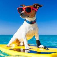 头条干饭小天才头像