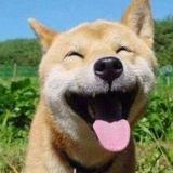 我是真真的不懂车头像