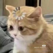 Shiina的个人资料头像